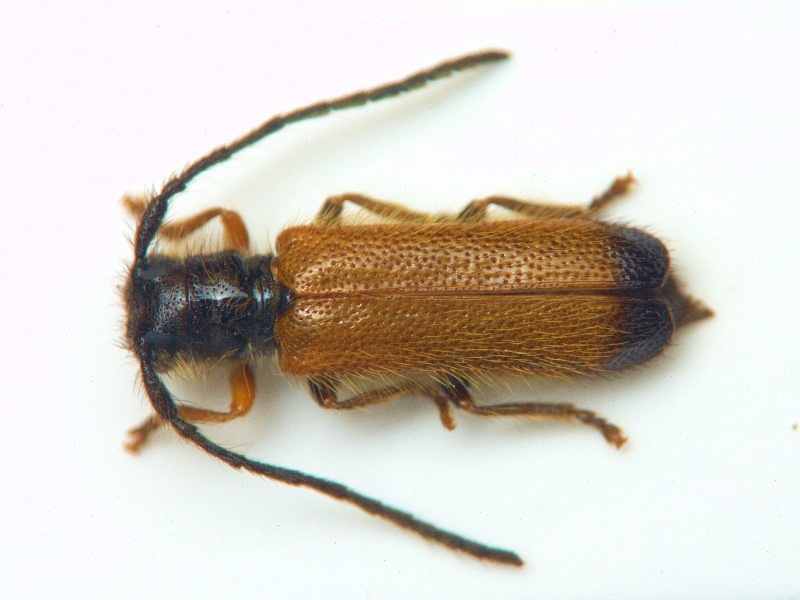 Tetrops praeustus (Linnaeus, 1758)